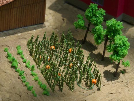 cornfield